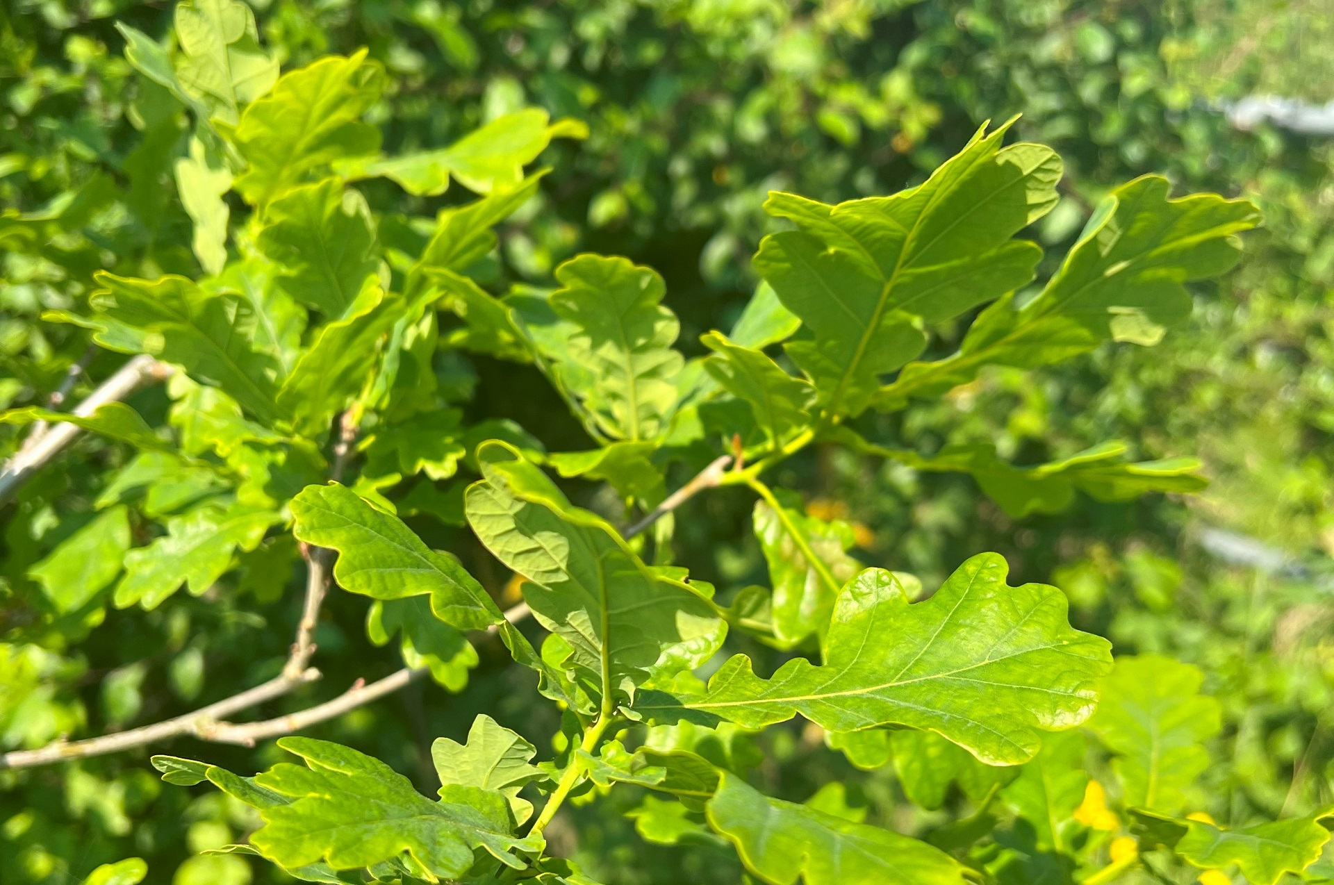 Oak leaf bursting into life