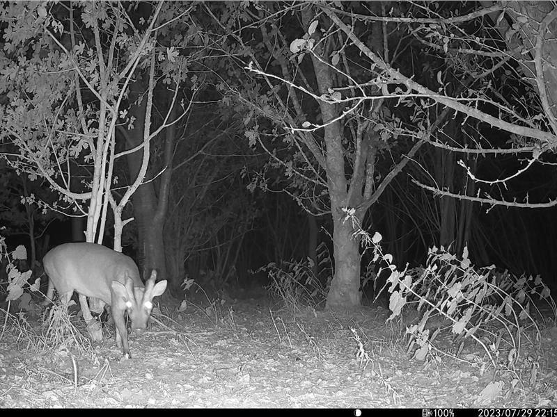 Muntjac, Fox and Rabbits