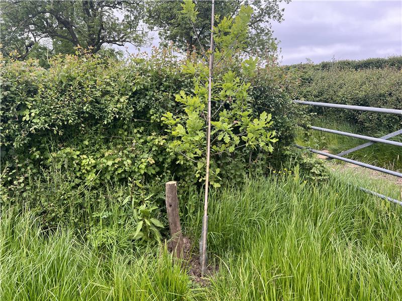 Preserving the hedgeline on Longdown Lane