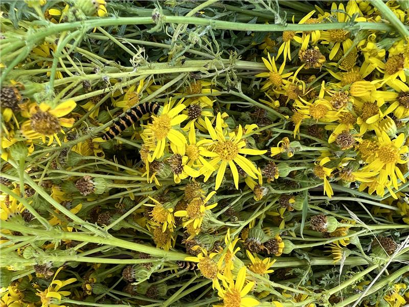 Ragwort management