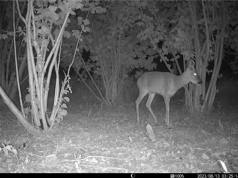 Roe Deer (Male & Female)